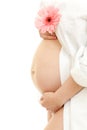 Pregnant woman belly and pink daisy flower Royalty Free Stock Photo