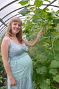 The pregnant woman breaks a cucumber in the greenhouse Royalty Free Stock Photo