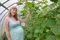 The pregnant woman costs in the greenhouse with cucumbers Royalty Free Stock Photo