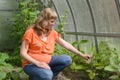 The pregnant woman examines paprika in the greenhouse Royalty Free Stock Photo