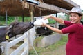 Pregnant woman feeding the murrah buffalo in farm Royalty Free Stock Photo