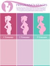 Pregnant woman - first, second and third trimester