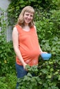 The pregnant woman gathers black currant