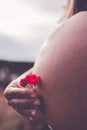 Pregnant Belly Red Flower, Woman Pregnancy Maternity Concept, Female Mother Stomach Royalty Free Stock Photo