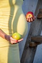 A pregnant woman holds an apple in her hands Royalty Free Stock Photo