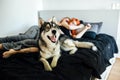 Pregnant woman, man and dog lying on a bed Royalty Free Stock Photo