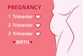 Pregnant woman. Pregnancy stages, trimesters and birth. Vector illustration