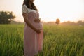 Pregnant woman in rice field on sunset day Royalty Free Stock Photo