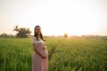 Pregnant woman in rice field on sunset day Royalty Free Stock Photo