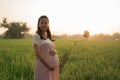 Pregnant woman in rice field on sunset day Royalty Free Stock Photo