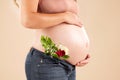 Pregnant woman, rose flowers and stomach in studio for body, maternity wellness and ivf healthcare. Closeup abdomen Royalty Free Stock Photo