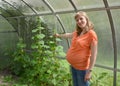 The pregnant woman shows on cucumber plants in the greenhouse Royalty Free Stock Photo