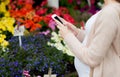 Pregnant woman with smartphone at flower market Royalty Free Stock Photo