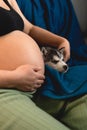 A pregnant woman stroking a dog sleeping near her belly. A dog that loves children. Royalty Free Stock Photo