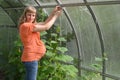The pregnant woman ties up plants Royalty Free Stock Photo