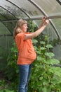 The pregnant woman ties up plants of cucumbers in the greenhouse Royalty Free Stock Photo