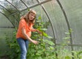 The pregnant woman works in the greenhouse Royalty Free Stock Photo