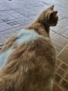 A pregnant yellow white cat a mother of cat catpose sitting