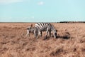 Pregnant zebra and her cub are walking along the steppe and eating grass on a sunny day. Wild boar horse in the reserve Royalty Free Stock Photo