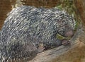 Prehensile-Tailed Porcupine Royalty Free Stock Photo