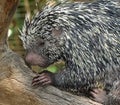 Prehensile-Tailed Porcupine Royalty Free Stock Photo