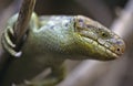 Prehensile-tailed skink Royalty Free Stock Photo