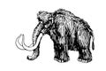 Prehistoric animal, tundra woolly mammoth with giant tusks