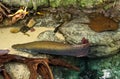 Prehistoric Arapaima fish