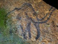 Prehistoric art of mammoth in sandstone cave. Spotlight shines on historical painting