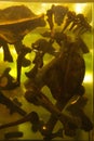 Prehistoric bones floating in a block of resin Royalty Free Stock Photo