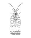 Prehistoric caddisfly