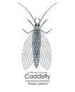 Prehistoric caddisfly mothlike insect trichoptera