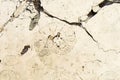 Prehistoric deposits in paving slabs Royalty Free Stock Photo