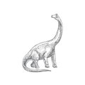 Prehistoric Dinosaur Doodle Vector Illustration. Hand Drawn Brontosaurus Reptile Engraving Style Drawing.