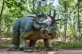 Prehistoric dinosaur styracosaurus in nature Royalty Free Stock Photo