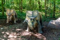 Prehistoric dinosaur triceratops in nature