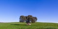 Prehistoric dolmen under a Cork Oak