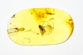 Prehistoric fly inside yellow Baltic amber stone, macro image Royalty Free Stock Photo