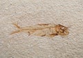 Prehistoric fossil fish enclosed in a rock slab. Royalty Free Stock Photo