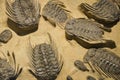 Prehistoric fossilized insects on yellow sand