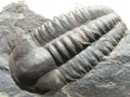 Prehistoric Fossilized Trilobite