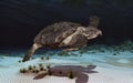 Prehistoric giant sea turtle Archelon Royalty Free Stock Photo