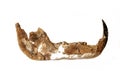 Prehistoric jaw Royalty Free Stock Photo