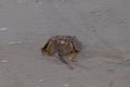 Little horseshoe crab sitting in the wet sand trying to get back out to sea Royalty Free Stock Photo