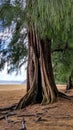 Prehistoric Looking Ironwood Tree On The Sandy Beach In Kauai, Hawaii