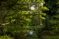 Prehistoric looking pool creating a forest oasis.