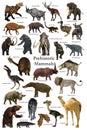 Prehistoric Mammals Collection