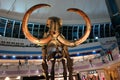 Prehistoric Mammoth Wooly front view Royalty Free Stock Photo