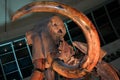 Prehistoric Mammoth Wooly's tusk macro zoom Royalty Free Stock Photo