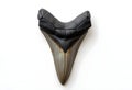 Prehistoric Megalodon Tooth Serrated Edges Marine Predator in Paleontology Fossilized Isolated
